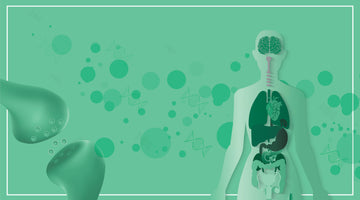How CBD works