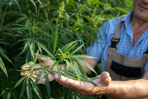 All about CBD